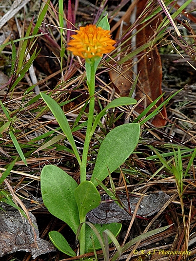 {Polygala lutea}